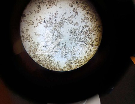 造成污泥膨脹的原因有哪些，該如何解決？